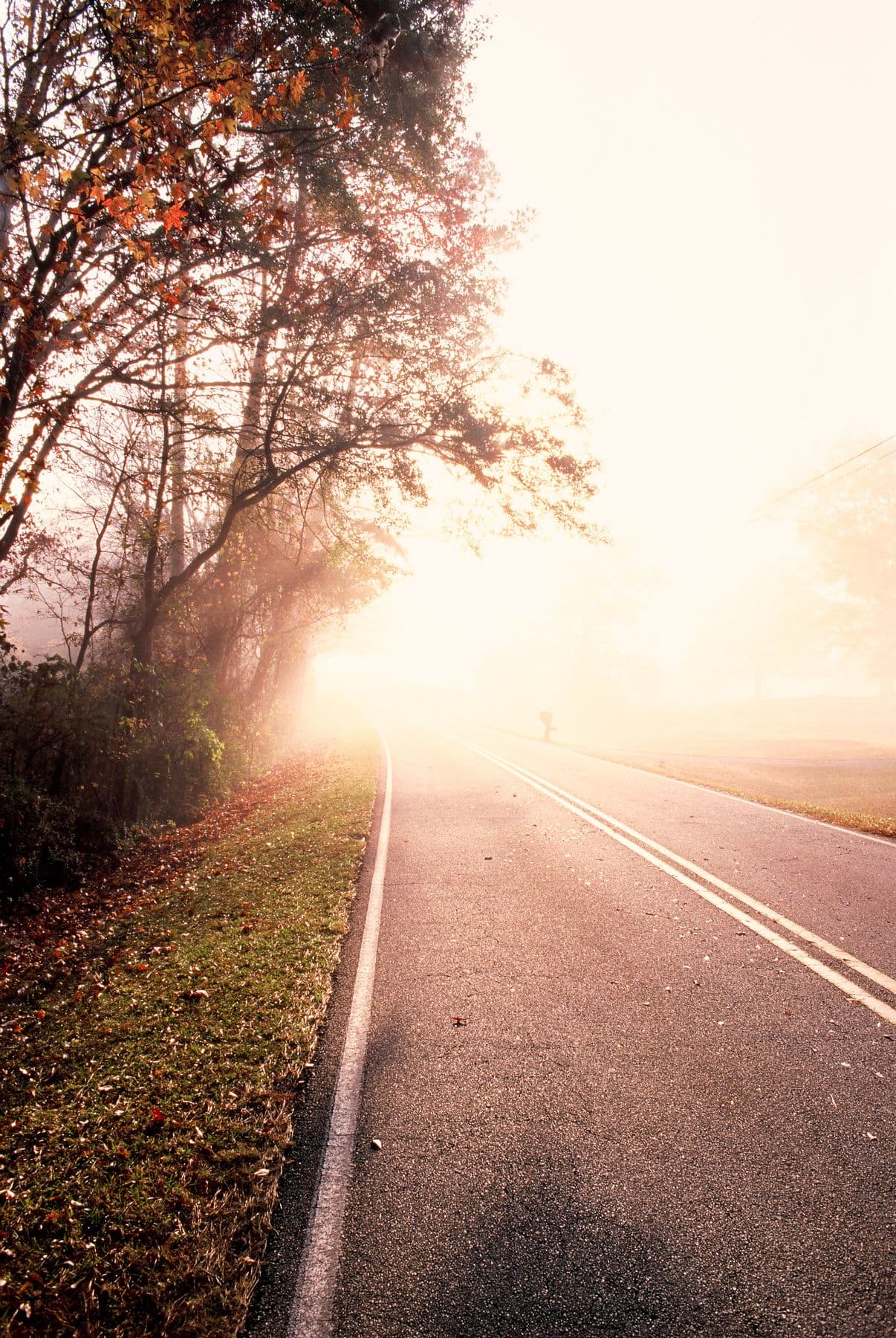 Morning Fog