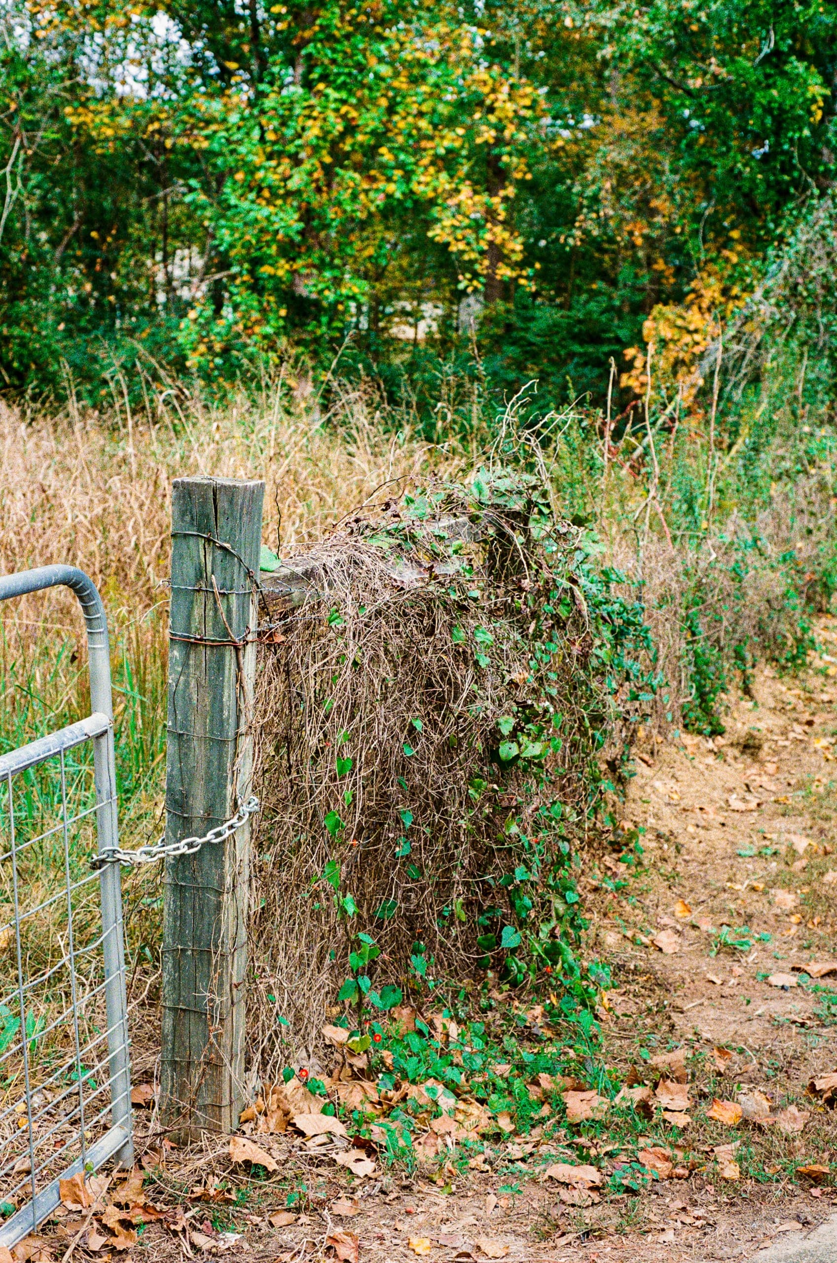 Overgrown Fence